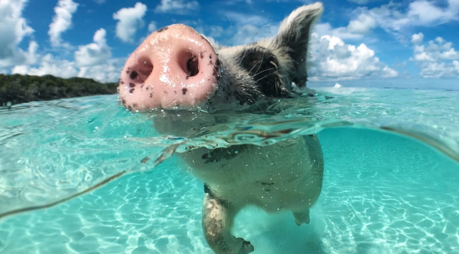 Close-up of a swimming pig's snout at the surface, its body visible underwater beneath
