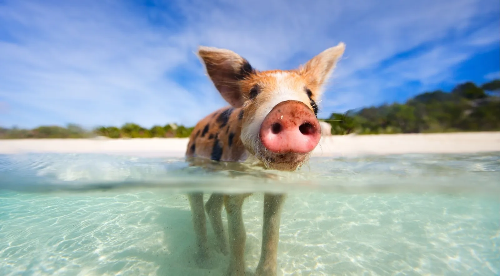 A ginger and black swimming pig standing in clear shallows off a white-sand cay, ears forward