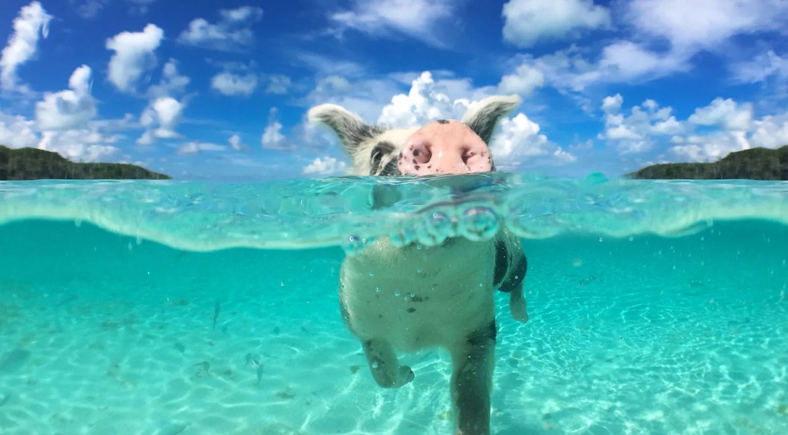 A swimming pig paddling towards the camera, photographed half above and half below the waterline