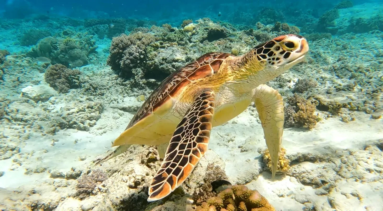 A green sea turtle swimming over a shallow coral reef in clear Bahamian water