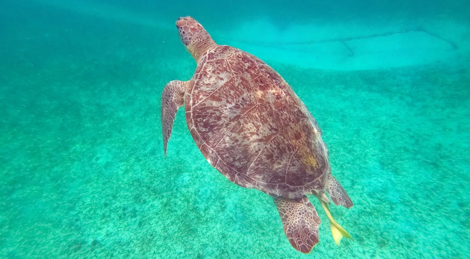 A sea turtle photographed from above, gliding over a pale seagrass bed