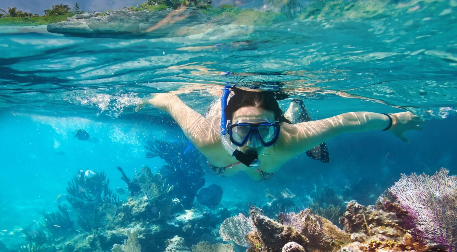 A snorkeller in a mask and snorkel swimming above a reef of sea fans and hard coral