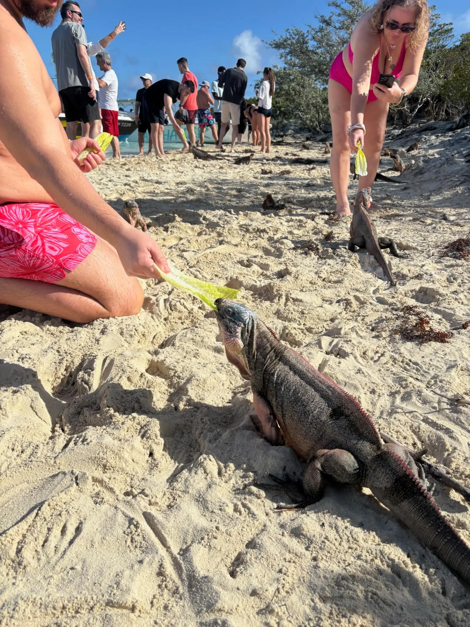 A visitor feeding a Bahamian rock iguana on the sand at Allen's Cay