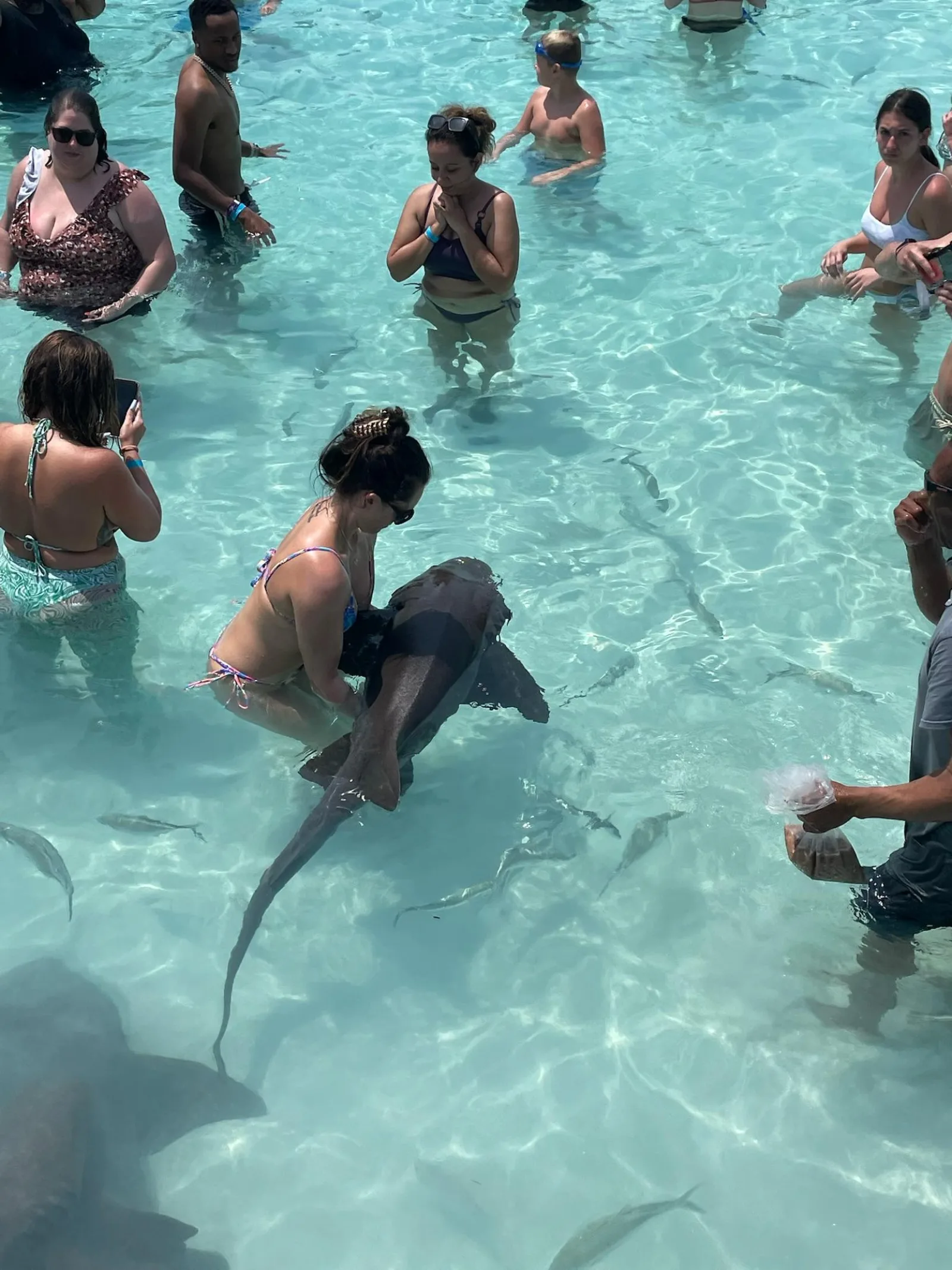 Guests standing waist-deep among nurse sharks in clear water at Compass Cay
