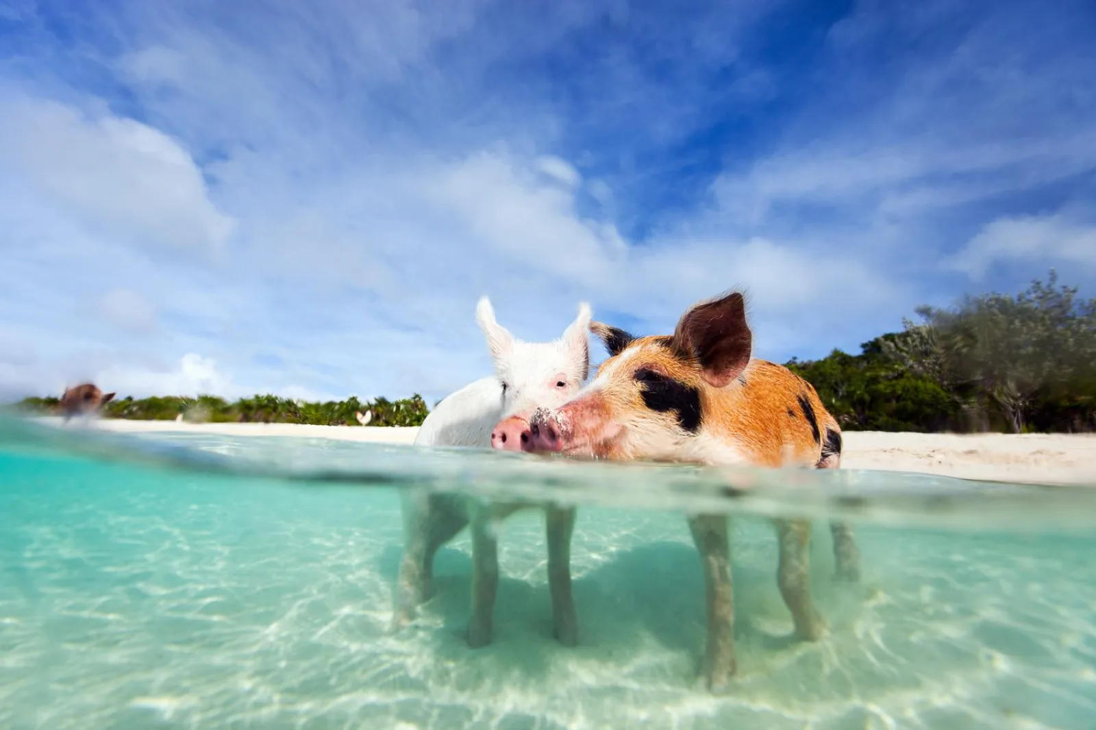 A pink and white swimming pig wading out from the beach, photographed at the waterline