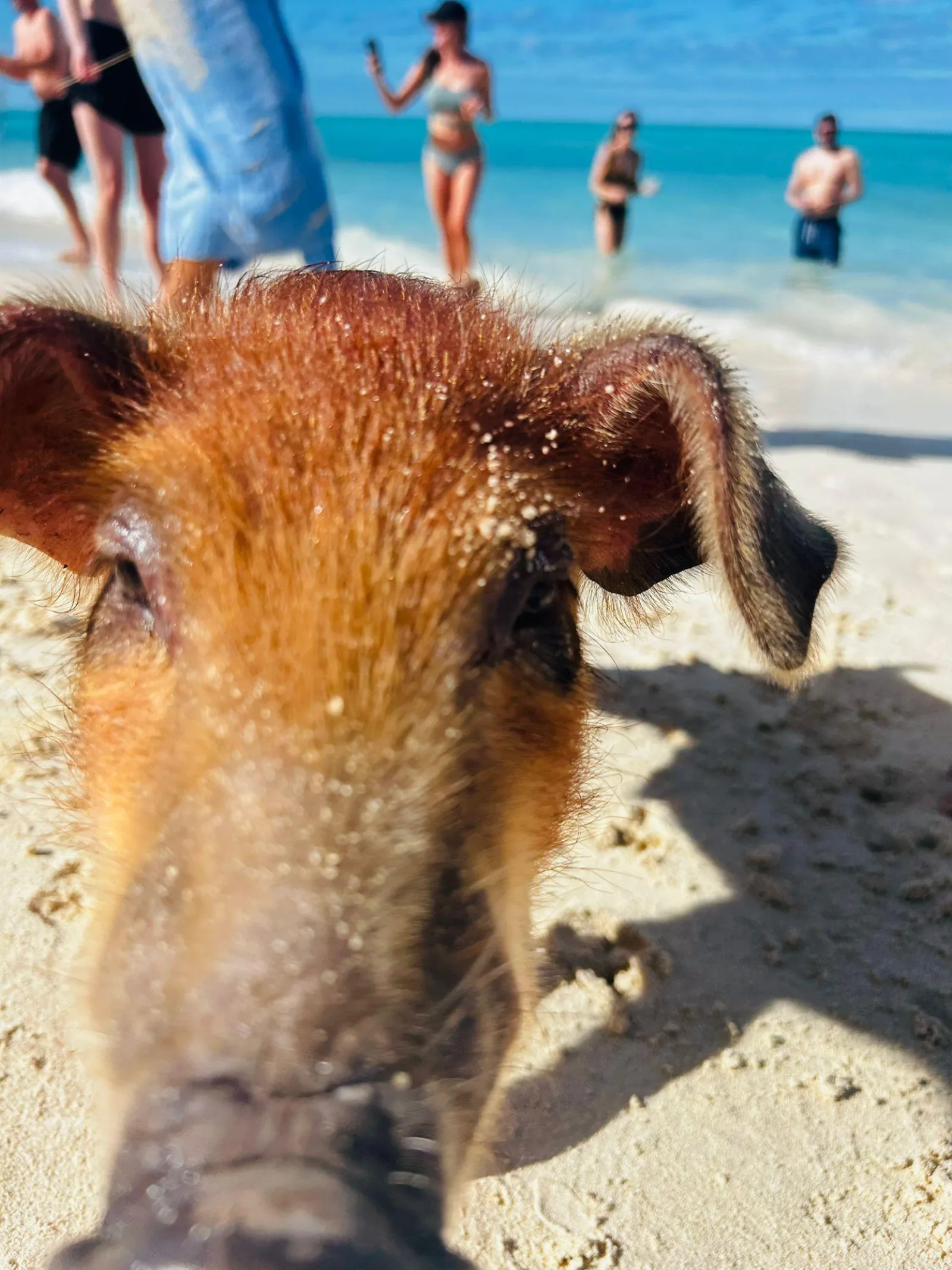 Close-up of a ginger pig's snout on wet sand with beachgoers in the water behind