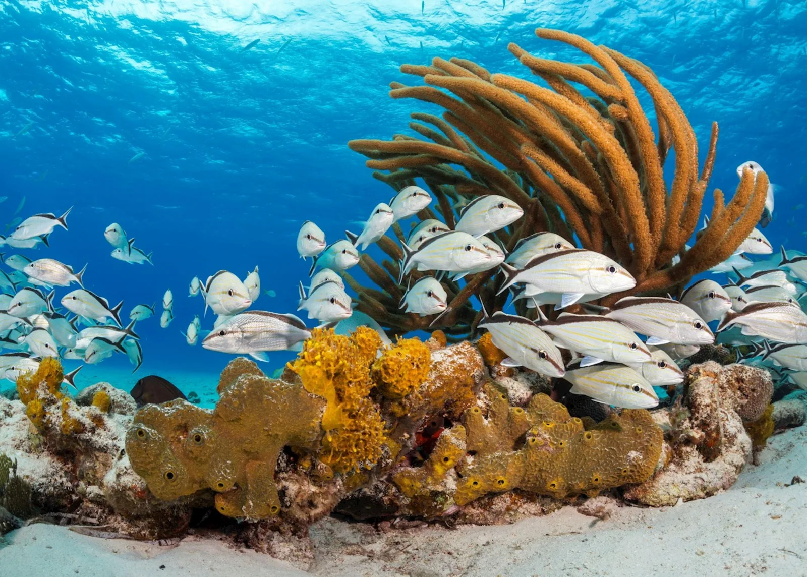 A coral head with sea fans and a shoal of striped fish on the reef off Pearl Island