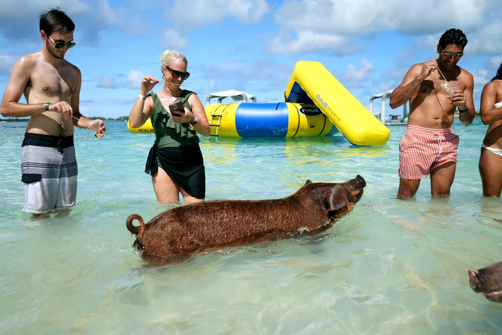 Guests standing waist-deep beside a brown swimming pig, inflatable slides behind them