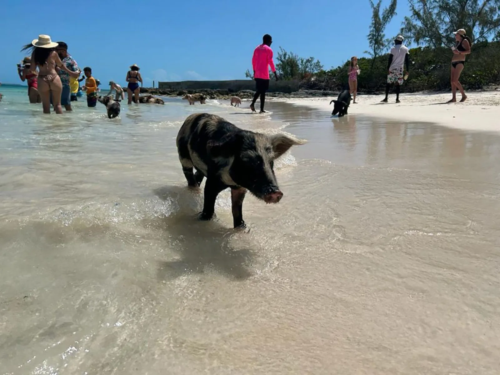 A dark swimming pig standing in ankle-deep water at the shoreline with visitors behind it