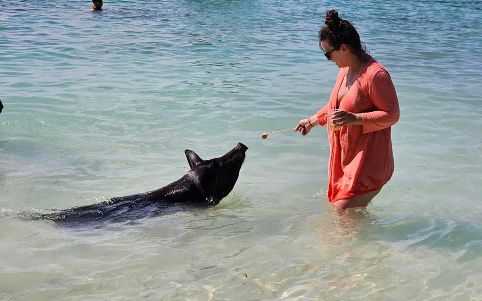 A woman in an orange dress feeding a swimming pig from her hand in clear shallows