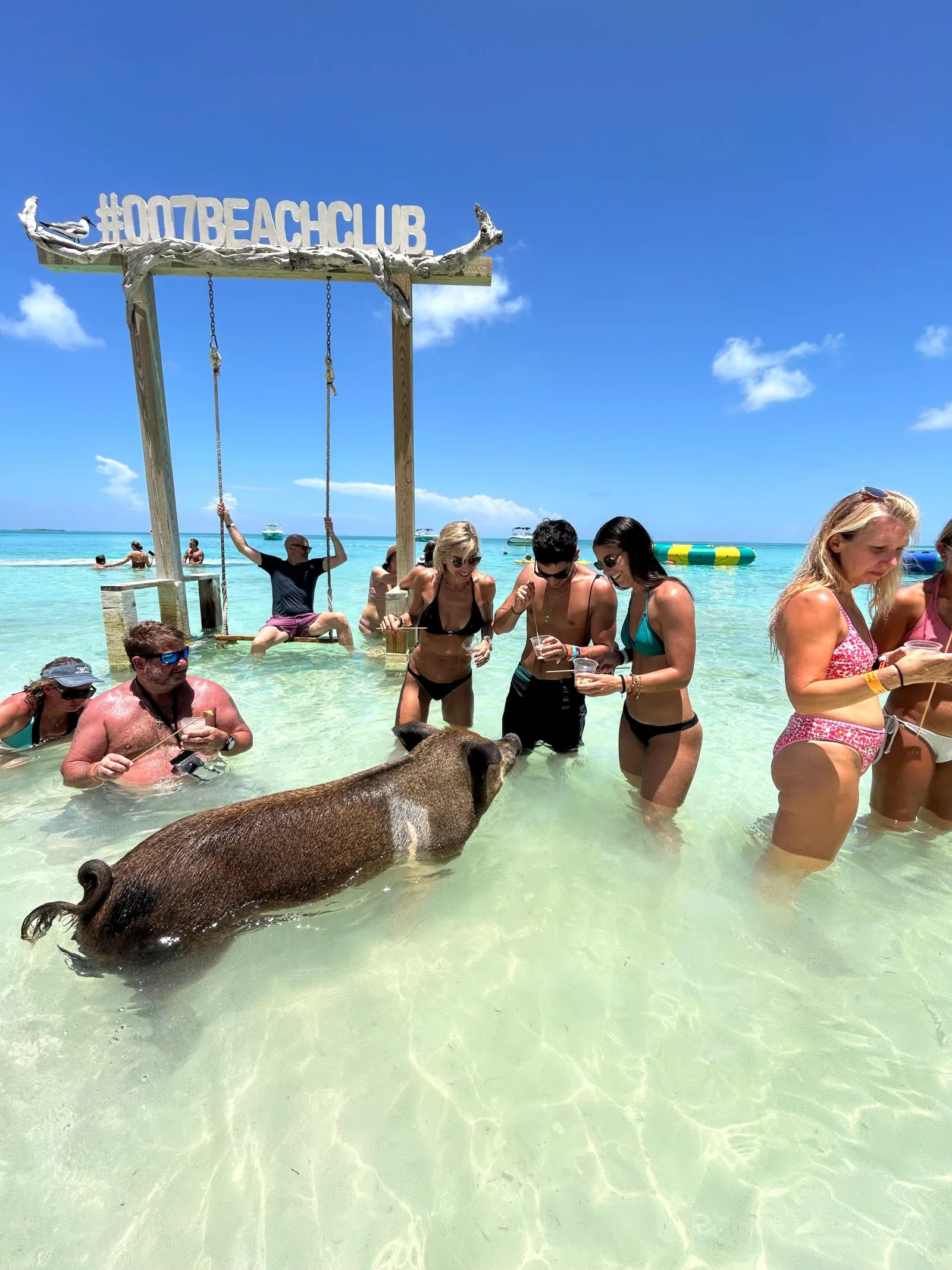 Guests standing in waist-deep water beside a swimming pig under the beach club's swing sign