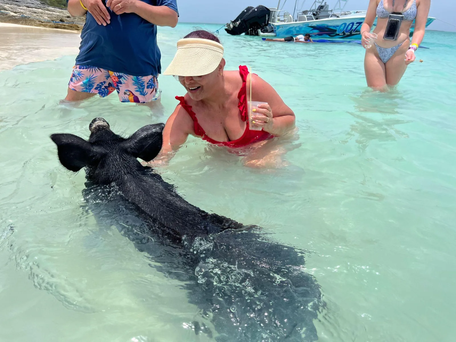 A woman in a sun visor crouching in the shallows as a dark pig swims past her