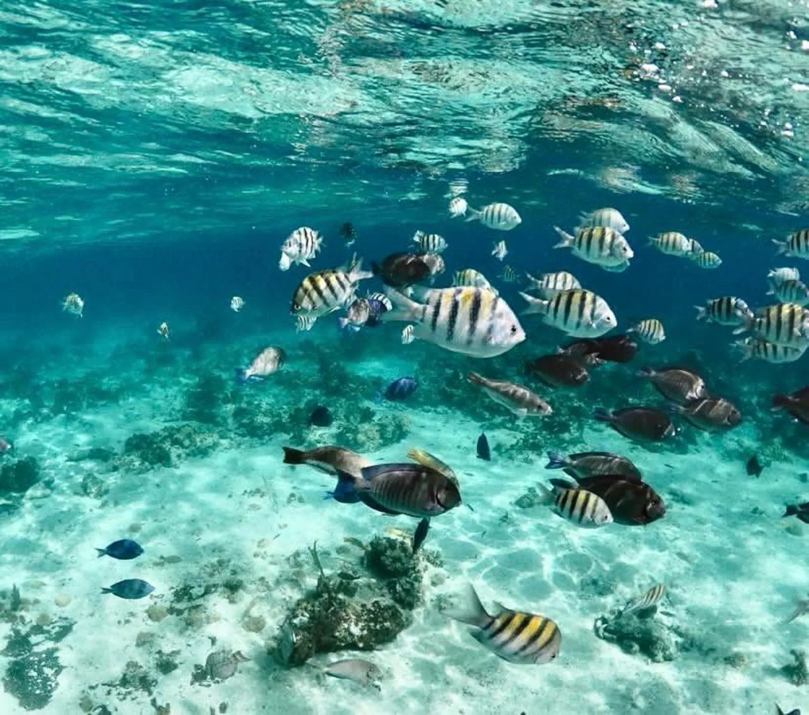 Sergeant major fish over pale sand in clear water at the snorkelling stop
