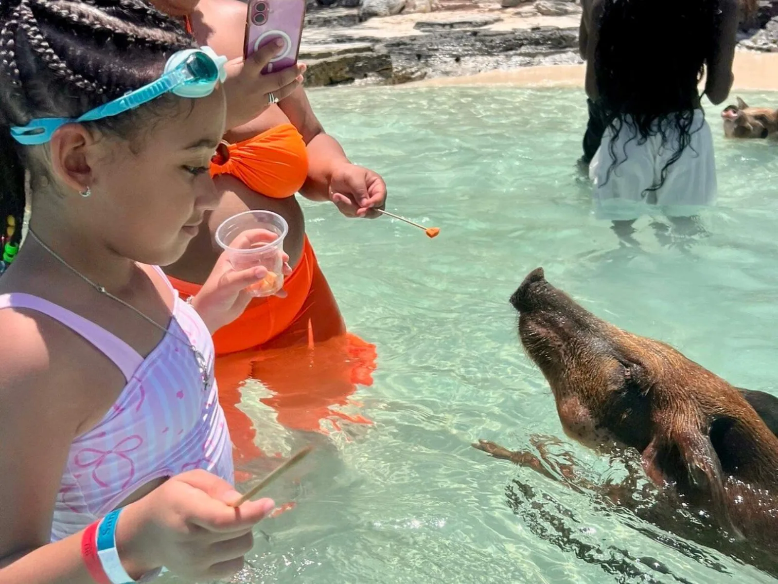 A child in a swim vest feeding two pigs from a cup at the water's edge on Rose Island
