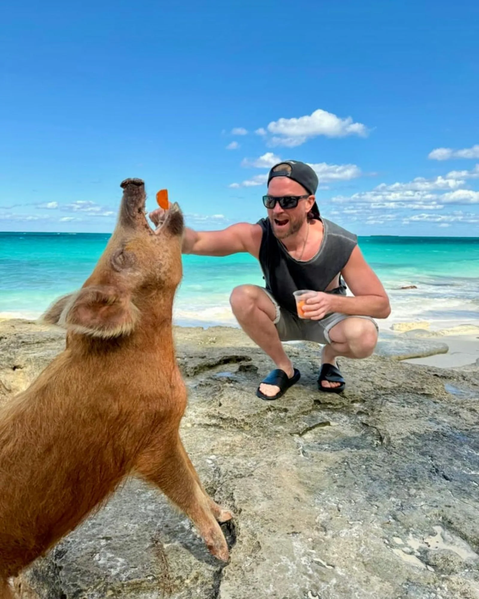 A ginger pig rearing up beside a crouching visitor on the rocks above the beach