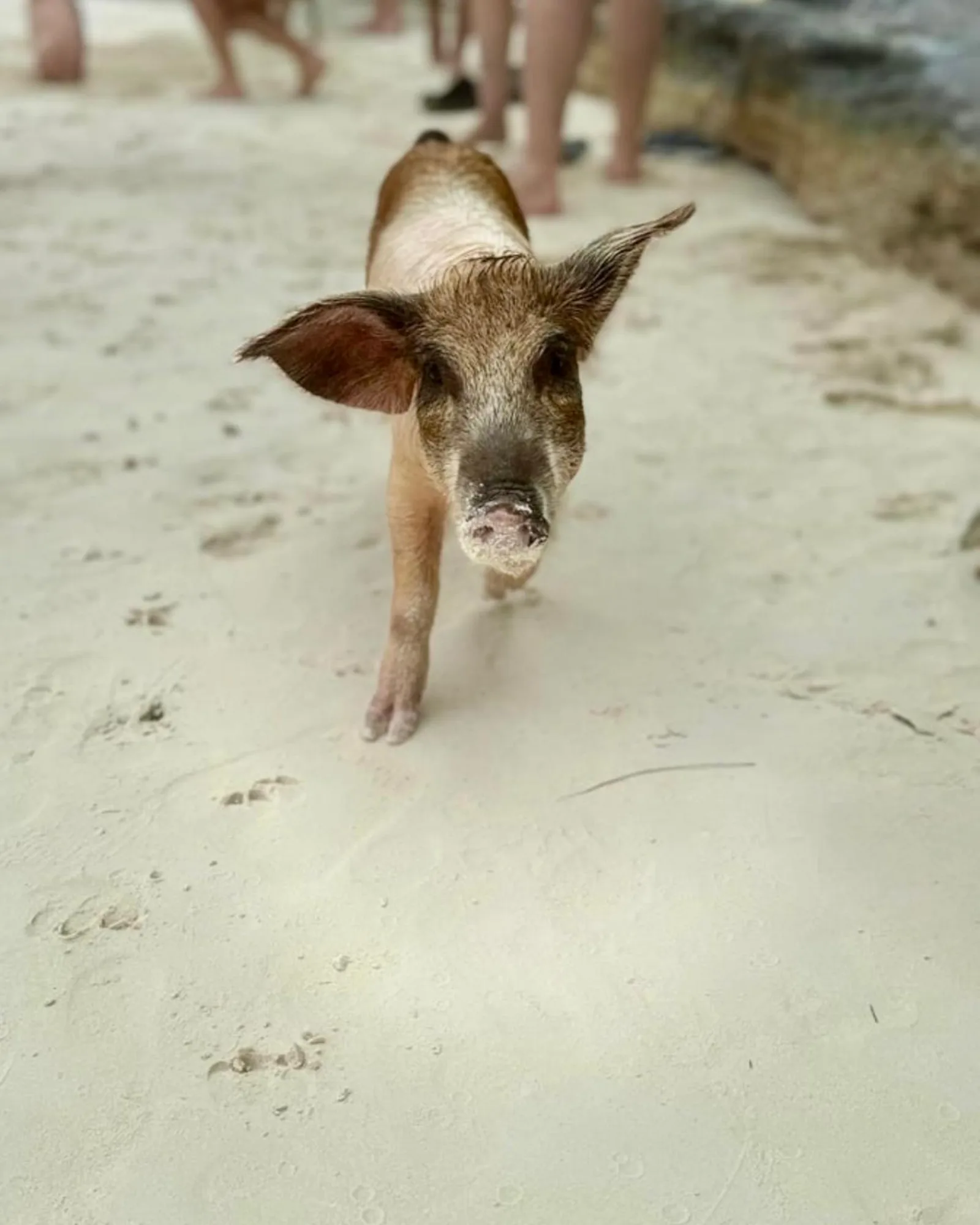 A young pig walking towards the camera across dry white sand