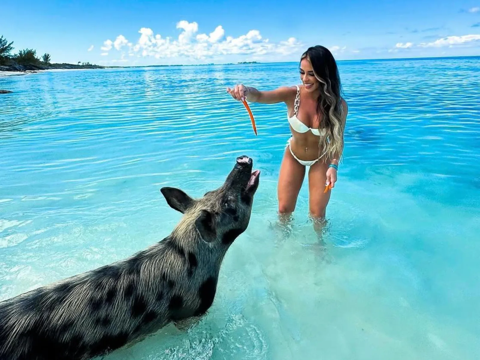Nassau: Swimming Pigs of Rose Island Water Taxi