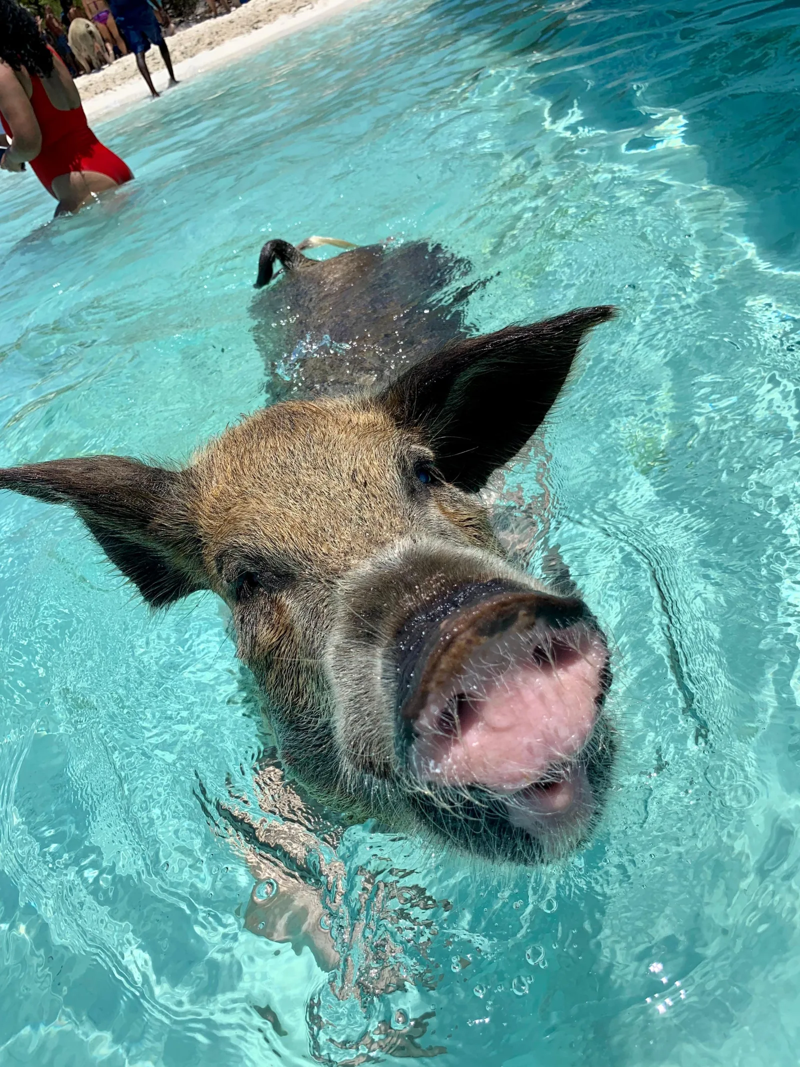A large swimming pig facing the camera at Big Major Cay, snout above the waterline