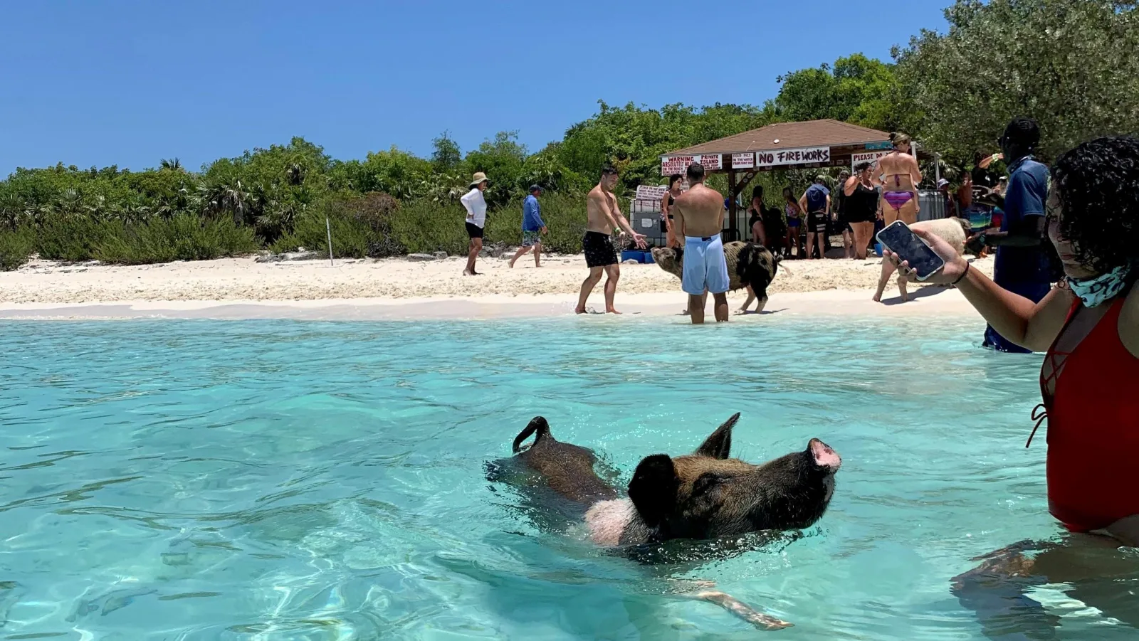Visitors on the beach at Big Major Cay photographing a pig swimming past the shore