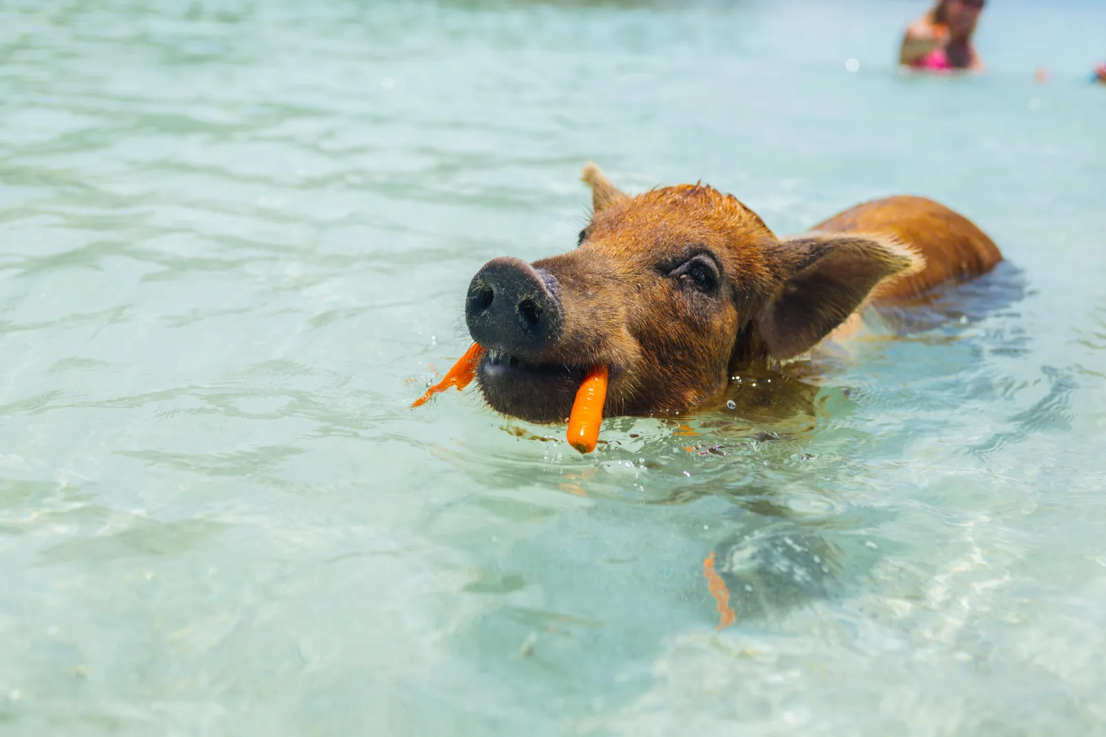 A ginger pig swimming with a carrot in its mouth in clear water at the private island