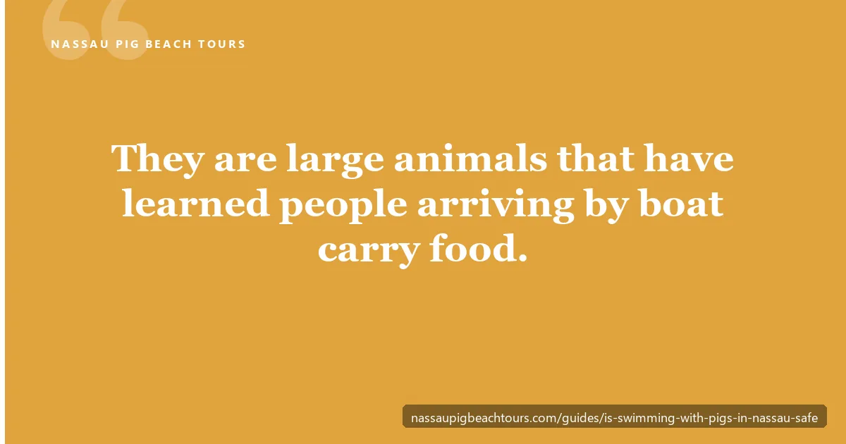 Swimming pigs are large animals that have learned people arriving by boat carry food