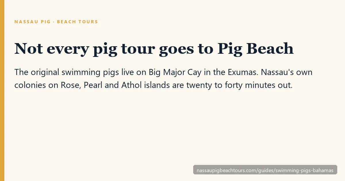 The original swimming pigs are about 89 miles from Nassau; Nassau's own colonies are twenty minutes out